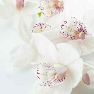 An image of orchids