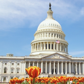 Washington, DC, capitol building with orange tulips