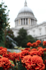 An imagee of capital building with red flowers in front for AHP blog