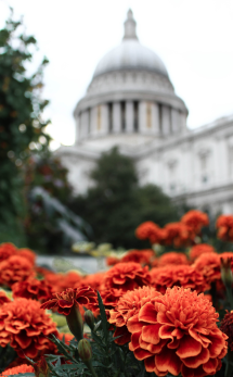 An imagee of capital building with red flowers in front for AHP blog